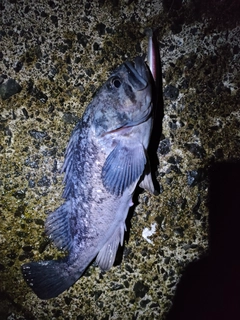 クロソイの釣果