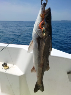 スズキの釣果