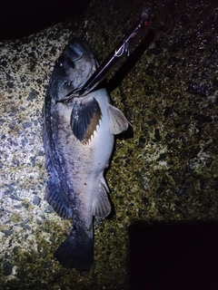 クロソイの釣果