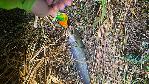 マナマズの釣果