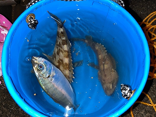 アジの釣果