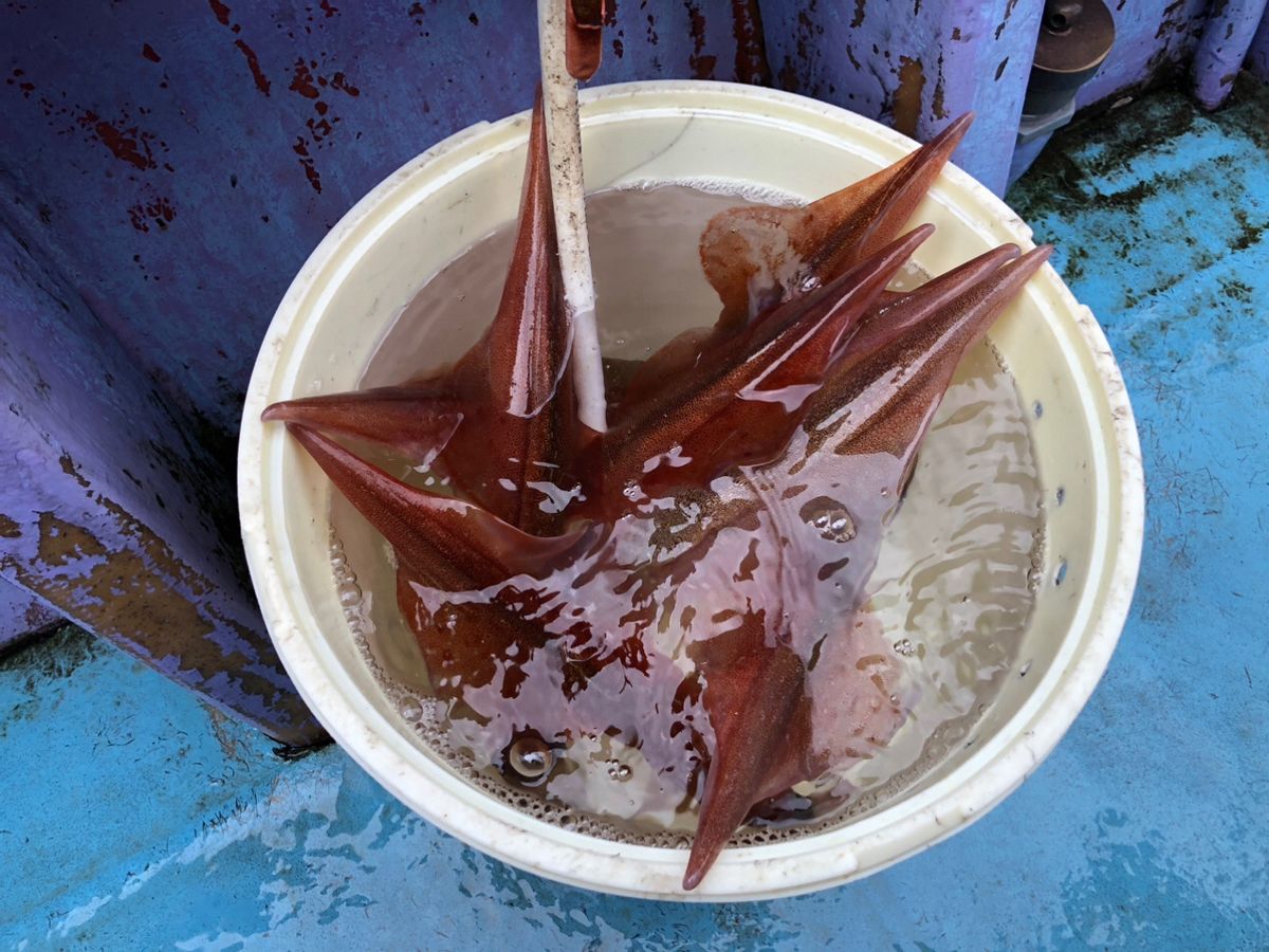 marimo_91さんの釣果 2枚目の画像