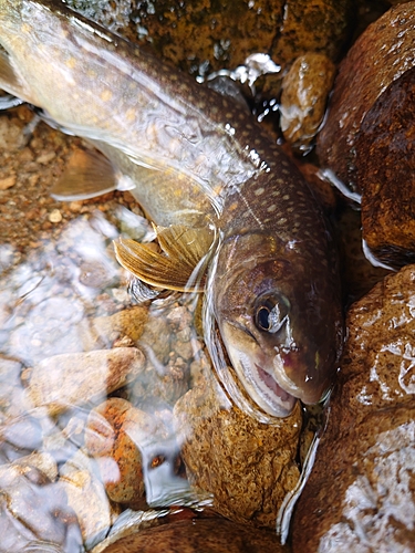 イワナの釣果