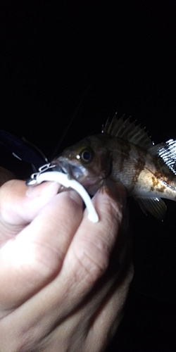 シロメバルの釣果