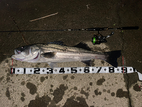 シーバスの釣果