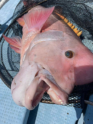 カンダイの釣果