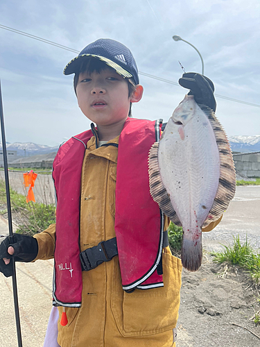 クロガシラガレイの釣果