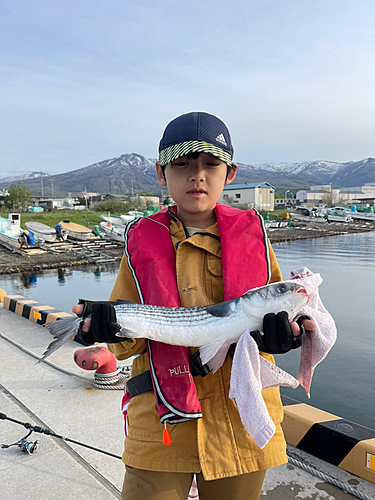 ボラの釣果