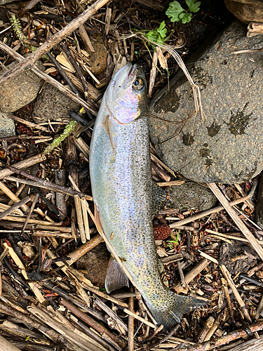 ニジマスの釣果