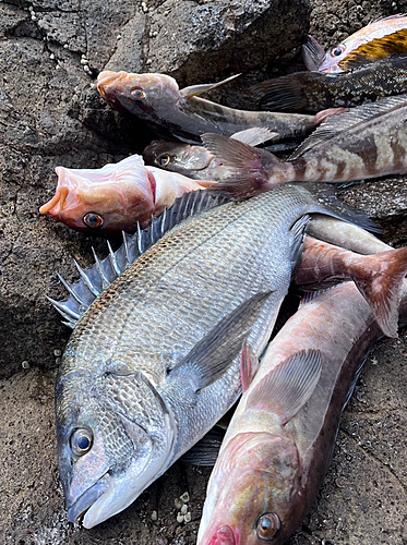 クロダイの釣果