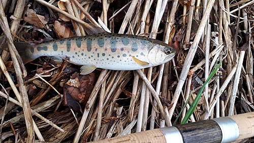 ヤマメの釣果