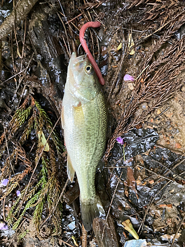 ラージマウスバスの釣果