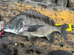 チヌの釣果