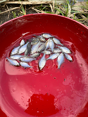 タイリクバラタナゴの釣果