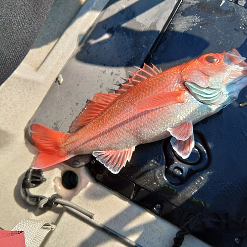 アカムツの釣果