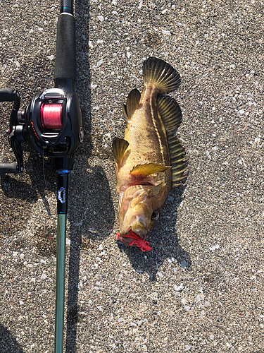 シマゾイの釣果