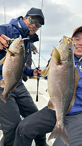 イサキの釣果