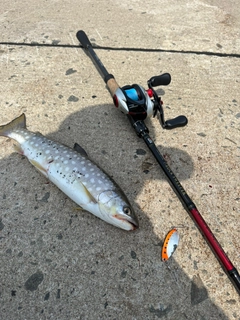 アメマスの釣果