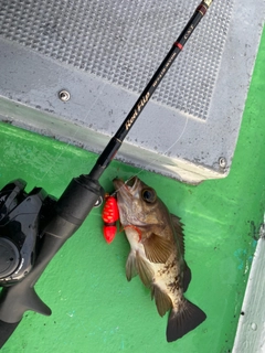 シロメバルの釣果