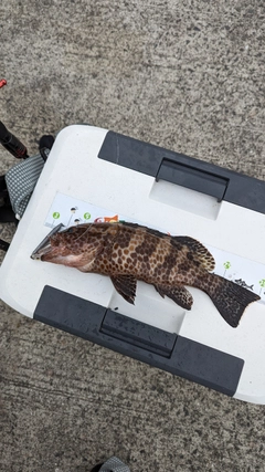 オオモンハタの釣果