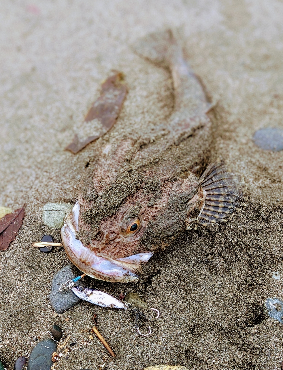 カジカ