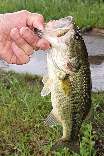 ラージマウスバスの釣果