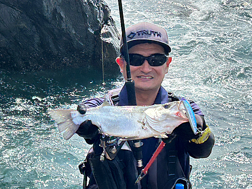 ヒラスズキの釣果