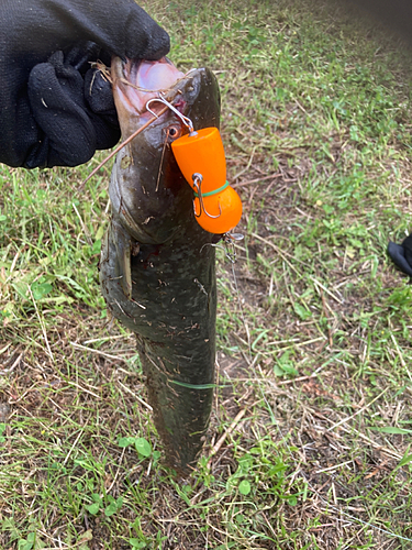 マナマズの釣果