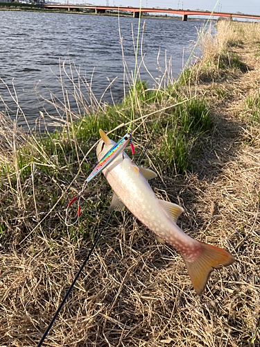 アメマスの釣果