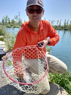 トラウトの釣果