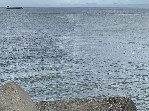 ハマチの釣果