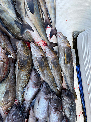 アブラコの釣果