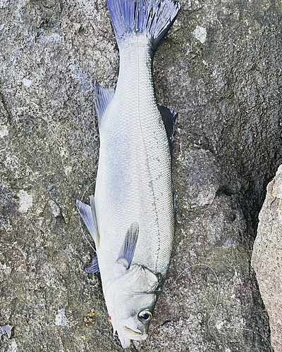 ヒラスズキの釣果