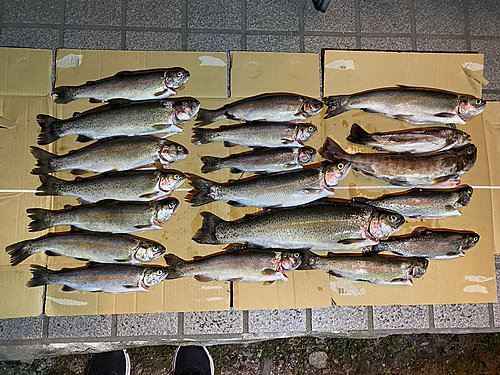 ニジマスの釣果