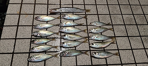 アジの釣果