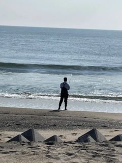 クサフグの釣果
