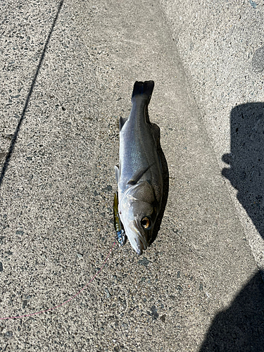 タイリクスズキの釣果