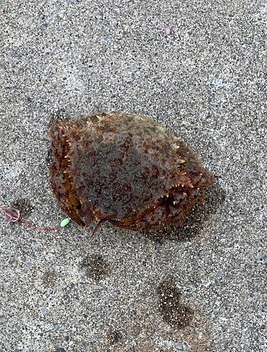 クリガニの釣果