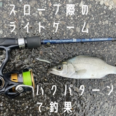 セイゴ（ヒラスズキ）の釣果