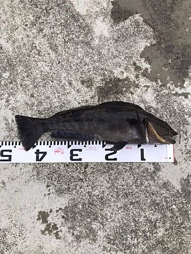 アイナメの釣果