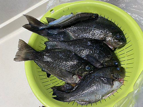 メジナの釣果