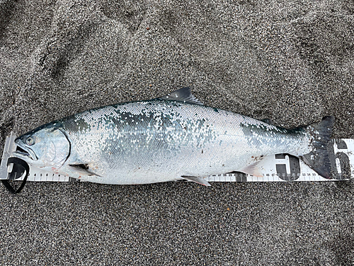 サクラマスの釣果