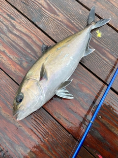 カンパチの釣果