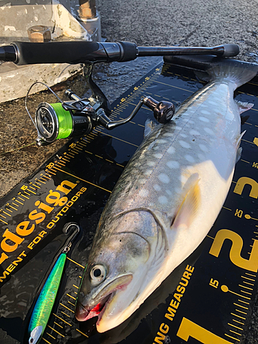 ウミアメの釣果