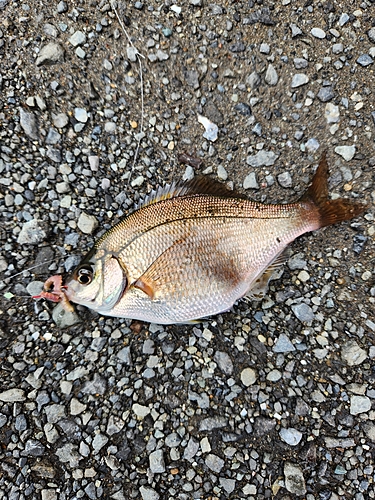 ウミタナゴの釣果