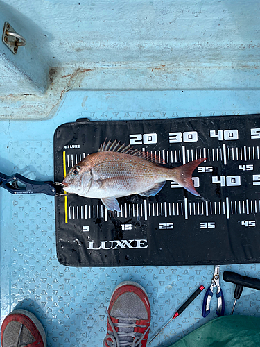 マダイの釣果