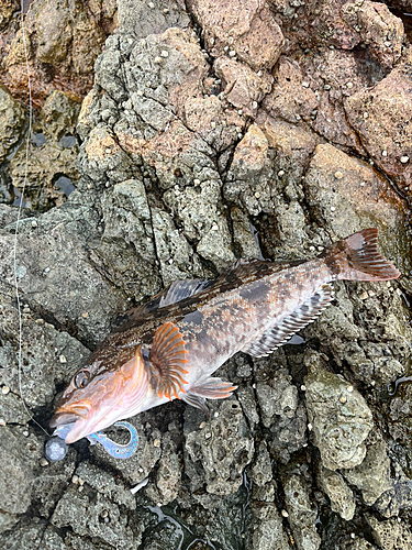 アイナメの釣果