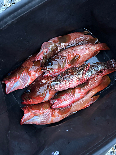 アカハタの釣果