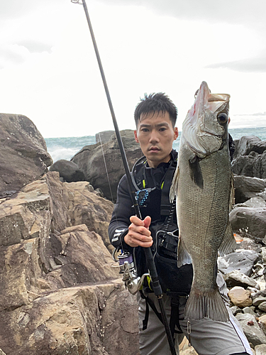 ヒラスズキの釣果