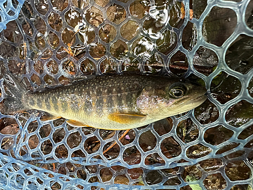 イワナの釣果